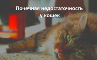 Коррекция водно-электролитного баланса и дефицита энергетических и пластических веществ у собак и кошек при нефропатиях, сопровождающихся ХПН и ХБП